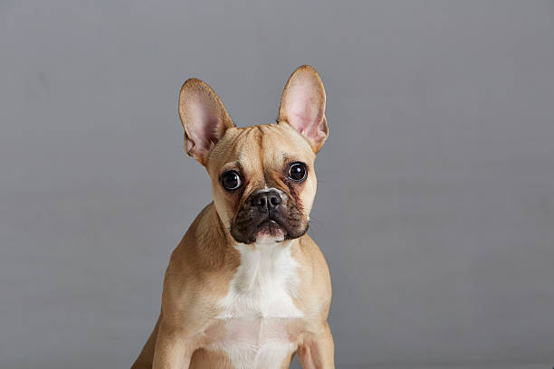 istock Cinnamon French Bulldog (Purebred Dog) Gray Background 595760404