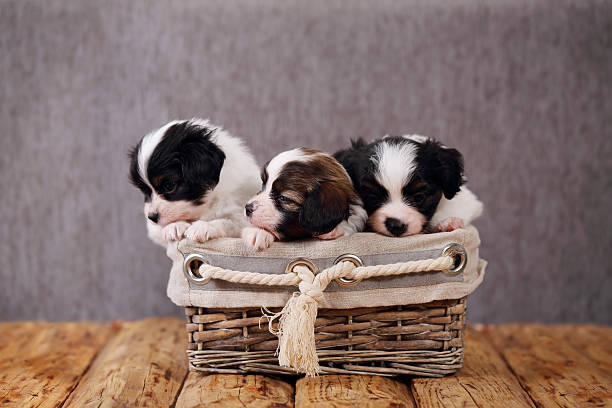 istock three puppies in a basket 595761212