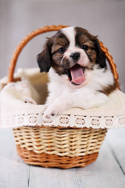 istock pup yawns in a basket 595761894