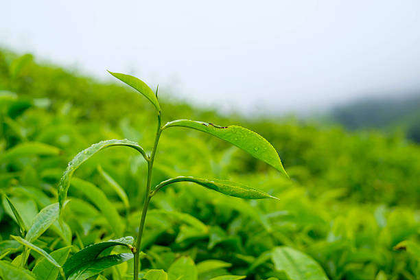 istock Tea leaves in tea plantations at Cameron Highlands, Malaysia. 595761994