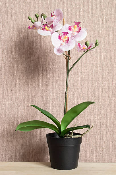 istock Pink potted orchid 595762408