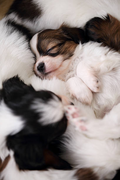 istock puppies sound asleep 595762524