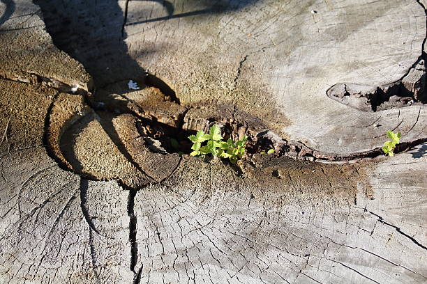 木の上に成長する植物、 - middle human age leaf tree ストックフォトと画像