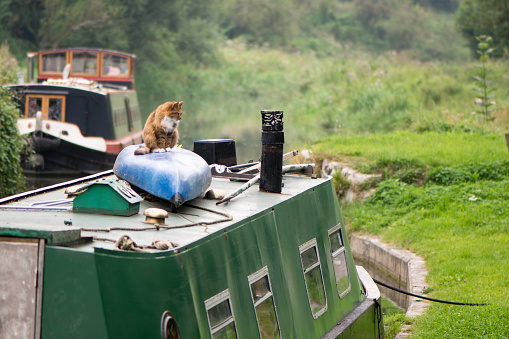 Ginger and white domestic cat in profile on messy roof of boat, with ears pricked in front of rural scene