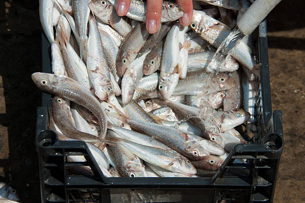 istock Women wash their hands goatfish 595762876