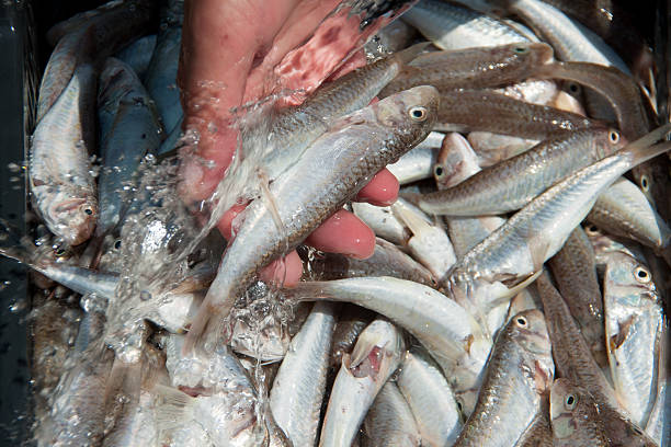 istock Women wash their hands goatfish 595762898