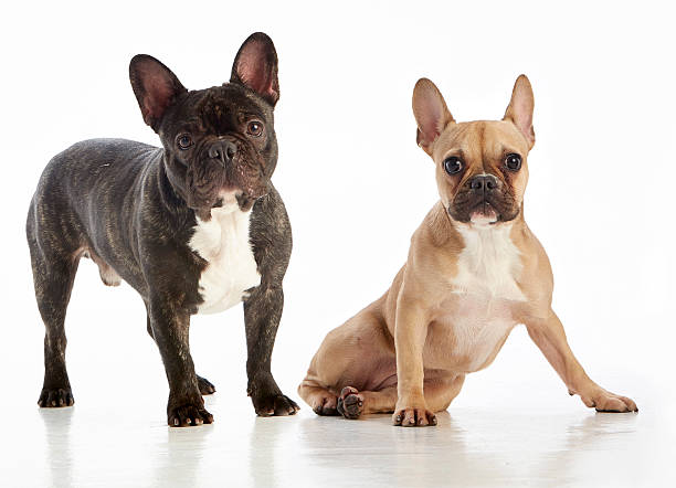 istock Two French Bulldogs Looking at Camera (Studio Shot White Background) 595763078