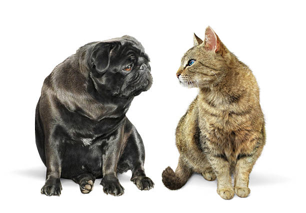 istock Cat and dog looking at each other 595763240