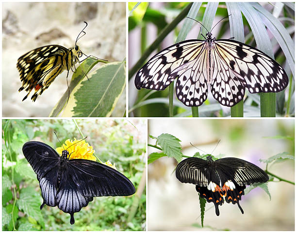 Butterflies sitting on plants set stock photo