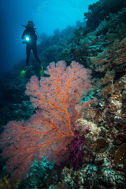 istock Diving the drop off's in Palau - Micronesia 595763992