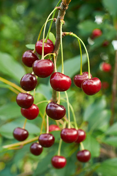 istock Branch of cherry with red berries 595764576