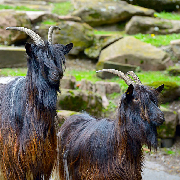 istock Family mountain goats in park 595764722