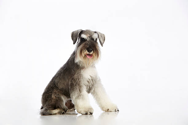 istock Salt & Pepper Purebred Schnauzer Panting (Sticking Out Tongue) 595764802