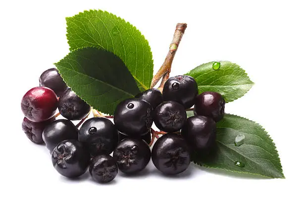 Aronia melanocarpa (black chokeberry) with leaves. Clipping paths, shadows separated, infinite depth of field
