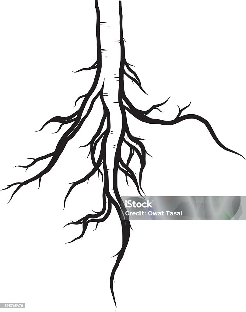 Racine Cablés Vector Arbre Racine Vecteurs libres de droits et plus d'images vectorielles de ...