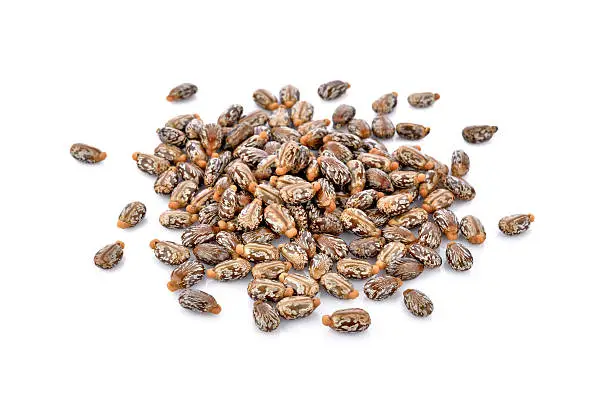 Photo of Castor seeds on white background