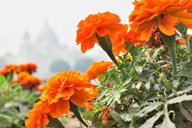 Flowers and Victoria Memorial, Kolkata , India . A Historical Monument of Indian Architecture. It was built between 1906 and 1921 to commemorate Queen Victoria's 25 years reign in India.