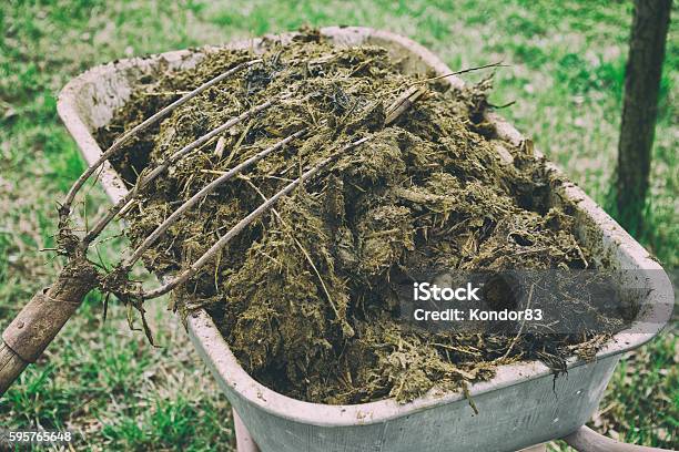 Wheelbarrow Full Of Manure Toned Stock Photo - Download Image Now - Cow, Domestic Cattle, Manure Pile
