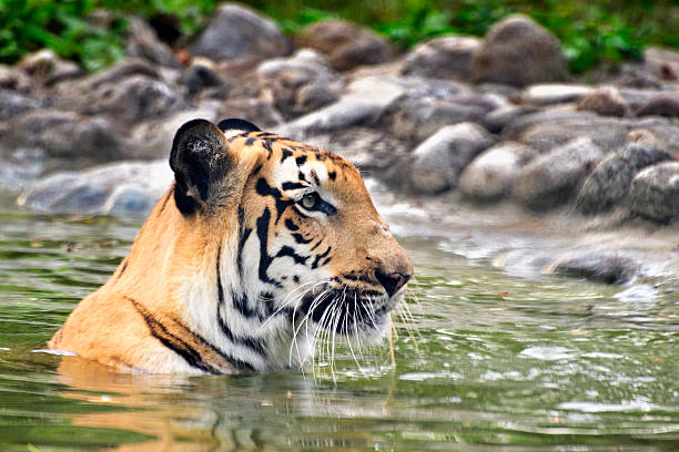 Royal Bengal Tiger, Panthera Tigris, bathing in water , India stock photo