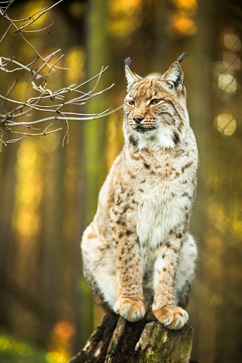 Portrait of a young Eurasian lynx (Lynx lynx) in winter.