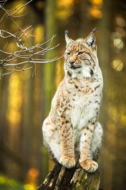 Eurasian Lynx (Lynx lynx) Eurasian Lynx (Lynx lynx) wildcat animal stock pictures, royalty-free photos & images