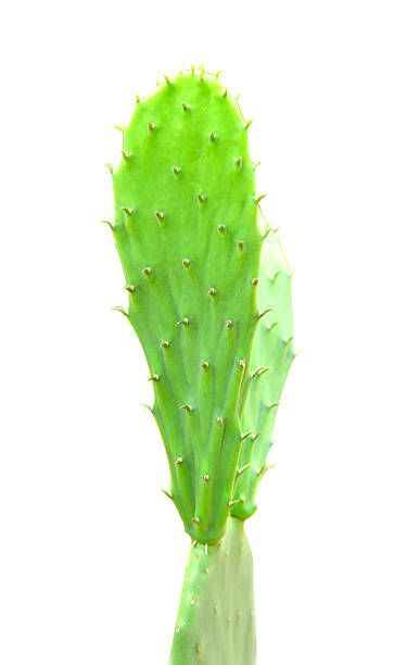 istock Opuntia cactus isolated on white background 595766000