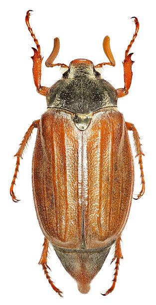 istock European cockchafer on white Background 595767074