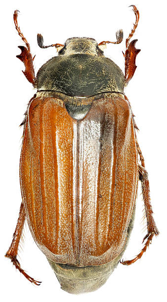 istock European cockchafer on white Background 595769158