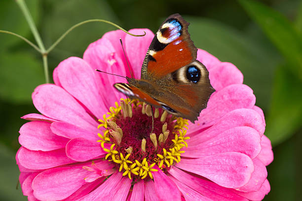 istock Butterfly on the flower close-up 595769890
