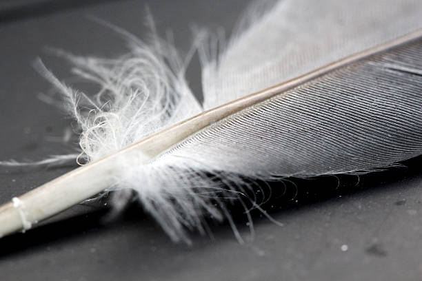 istock macro picture of a a bird feather 595771310