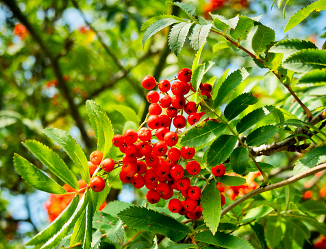 A cluster of bright red rowan berries beneath a canopy of green leaves on a sunlit mountain ash tree in late summer.