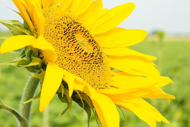 istock Beautiful sunflower closeup on a background Fields 595771432
