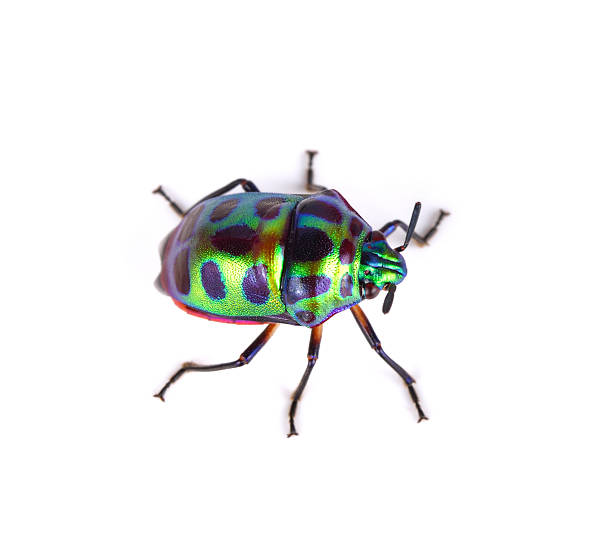 istock Litchi Bug , Tong Taek Bug, Chrysocoris stollii on white backgro 595771914