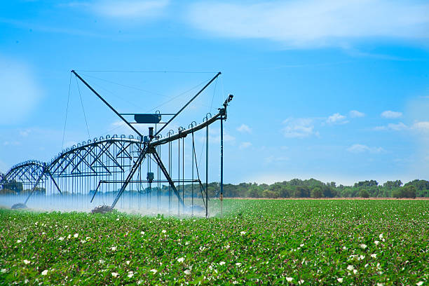 istock Agriculture irrigation system watering field of soybean crops. 595772044