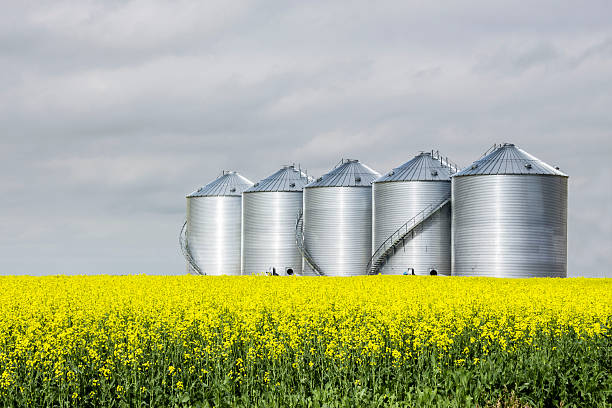 horizontal image of five round steel grain bins sitting in a yellow canola field under a very cloudy sky in the summer.
