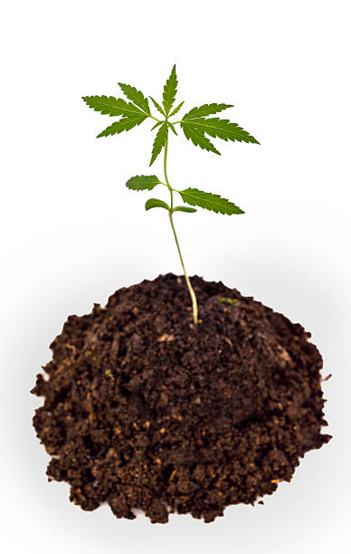 istock Cannabis seedlings sprout growing from soil 595772236