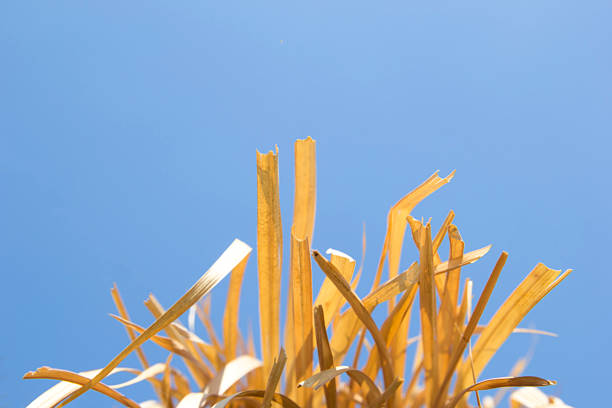 Blurred and Soft focus of Hay and blue sky