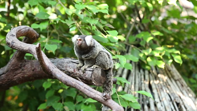 Common marmoset small monkey.