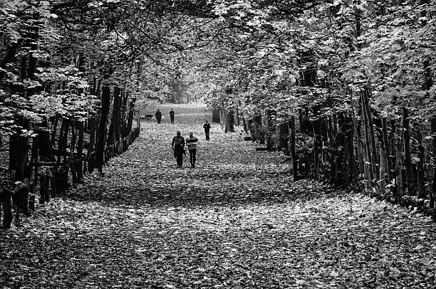 istock People Walking On Footpath Amidst Trees In Park During Autumn 595780755