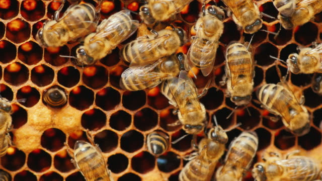 Bees work on honeycomb with honey, processed pollen in honey