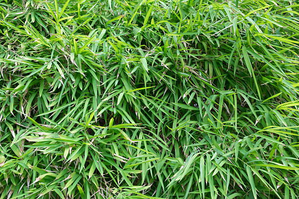 istock Pattern of green bamboo leaves. 596039024