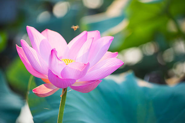istock Lotus flower and Lotus flower plants 596039078