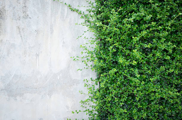 istock Concrete wall with ornamental plants. 596039676