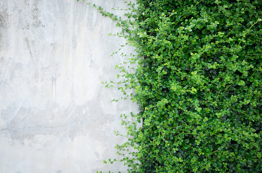 Concrete wall with ornamental plants or ivy or garden tree.