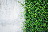 Concrete wall with ornamental plants.