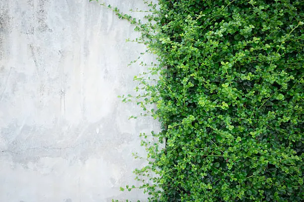 Photo of Concrete wall with ornamental plants.