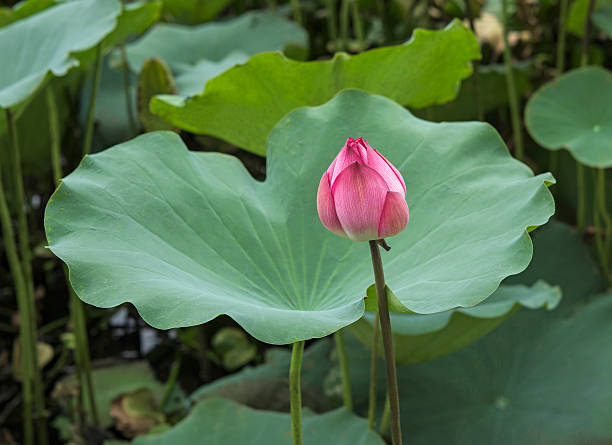 istock Lotus in the swamp 596039698