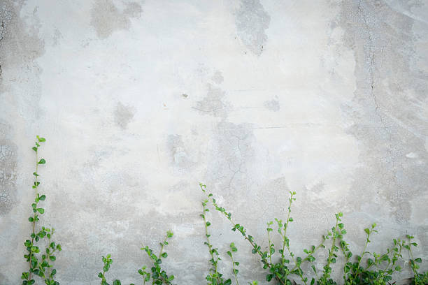 Concrete wall with ornamental plants or ivy or garden tree.