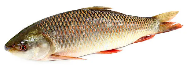 Photo of Popular Rohu or Rohit fish of Indian subcontinent