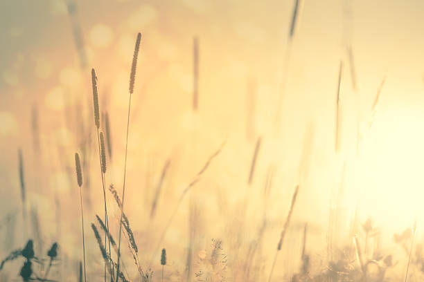 istock Meadow Floral nature vintage background 596040096